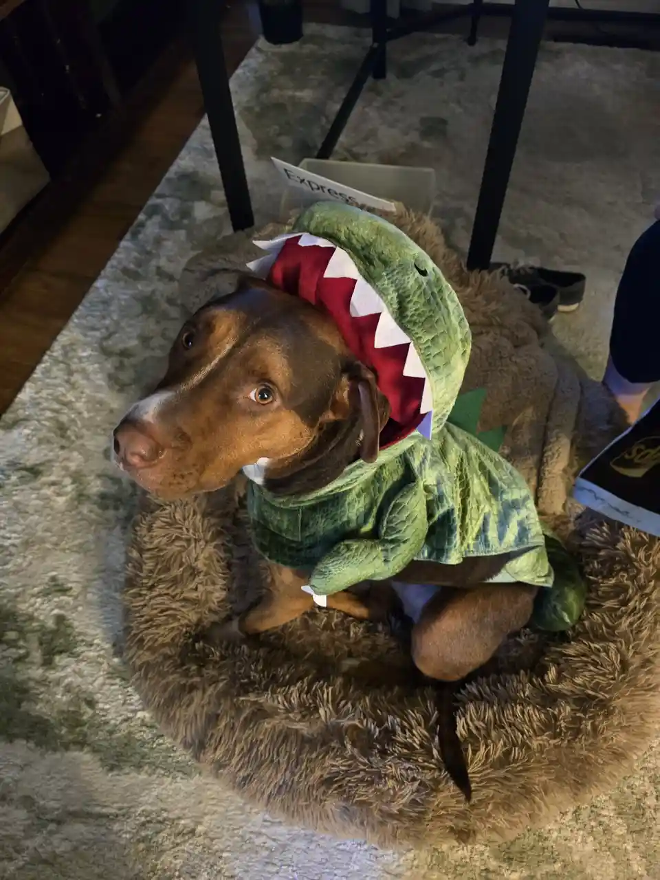 A brown dog wearing a green dinosaur costume with a large open-mouthed hood sits in a fluffy brown dog bed. The dog looks up…