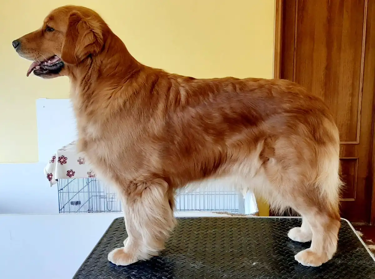 A golden retriever stands in profile on a black textured grooming table, looking toward the left with its mouth slightly…