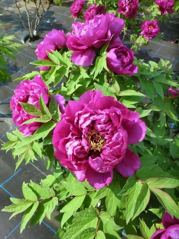 A vibrant photo of lush, magenta peonies with green leaves, growing in a garden bed with blue grid lines visible beneath…