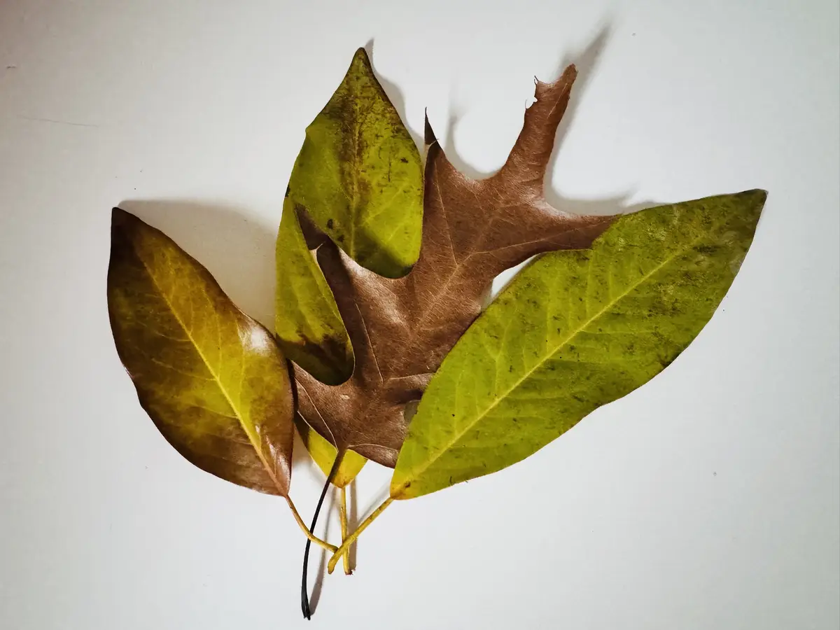 Four leaves of varying shades of green and brown are arranged on a white surface, with one large brown leaf partially…