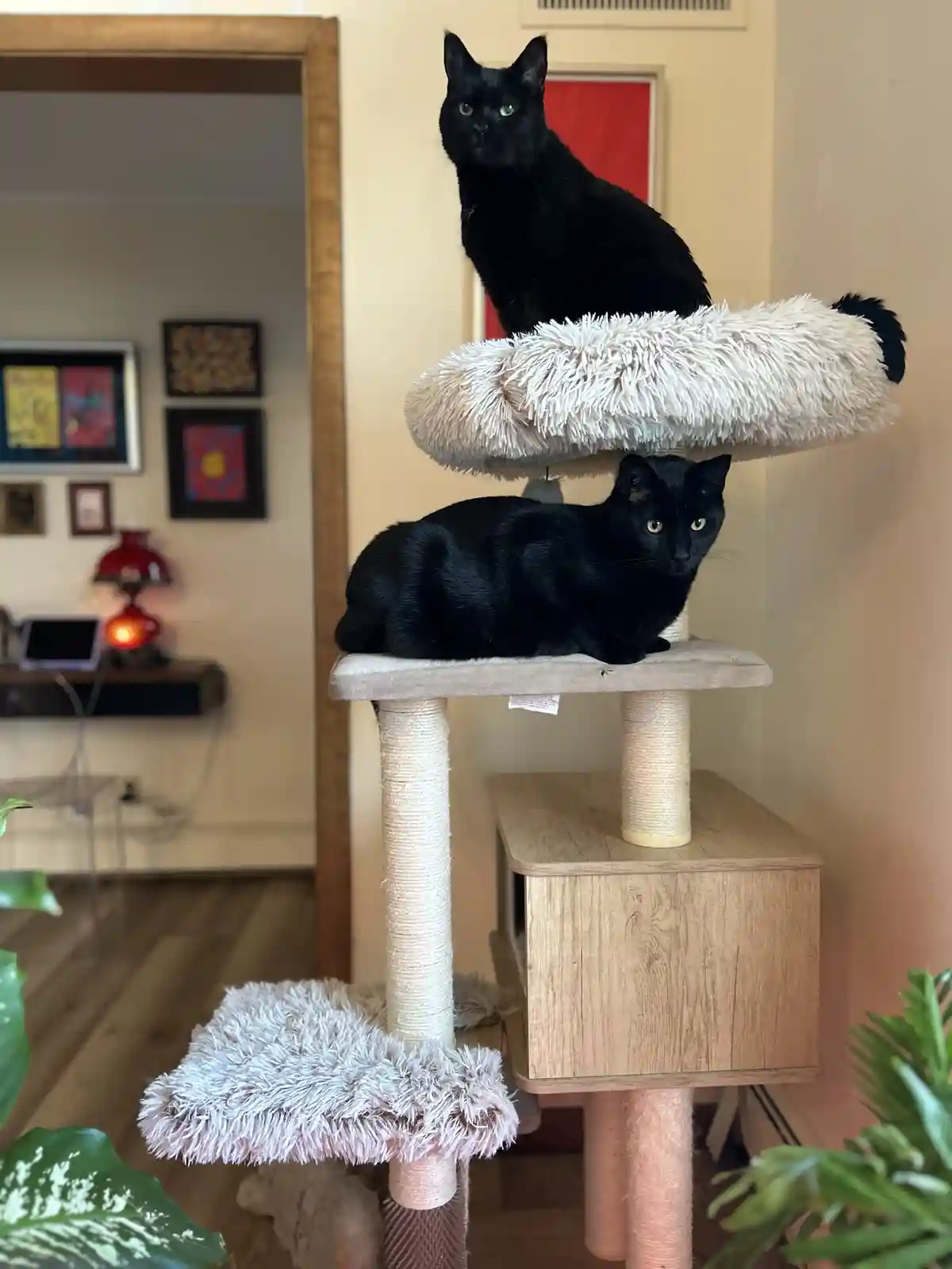 Two black cats are perched on different levels of a multi-tiered cat tree in a home setting. The top cat sits alertly on a…