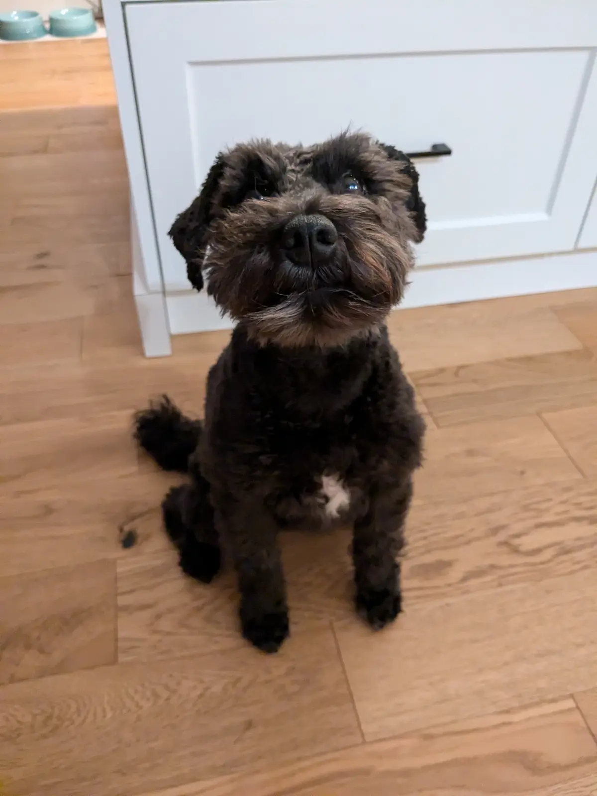 A small, shaggy black dog with a white patch on its chest sits on a light wood floor, looking up with wide, pleading eyes…