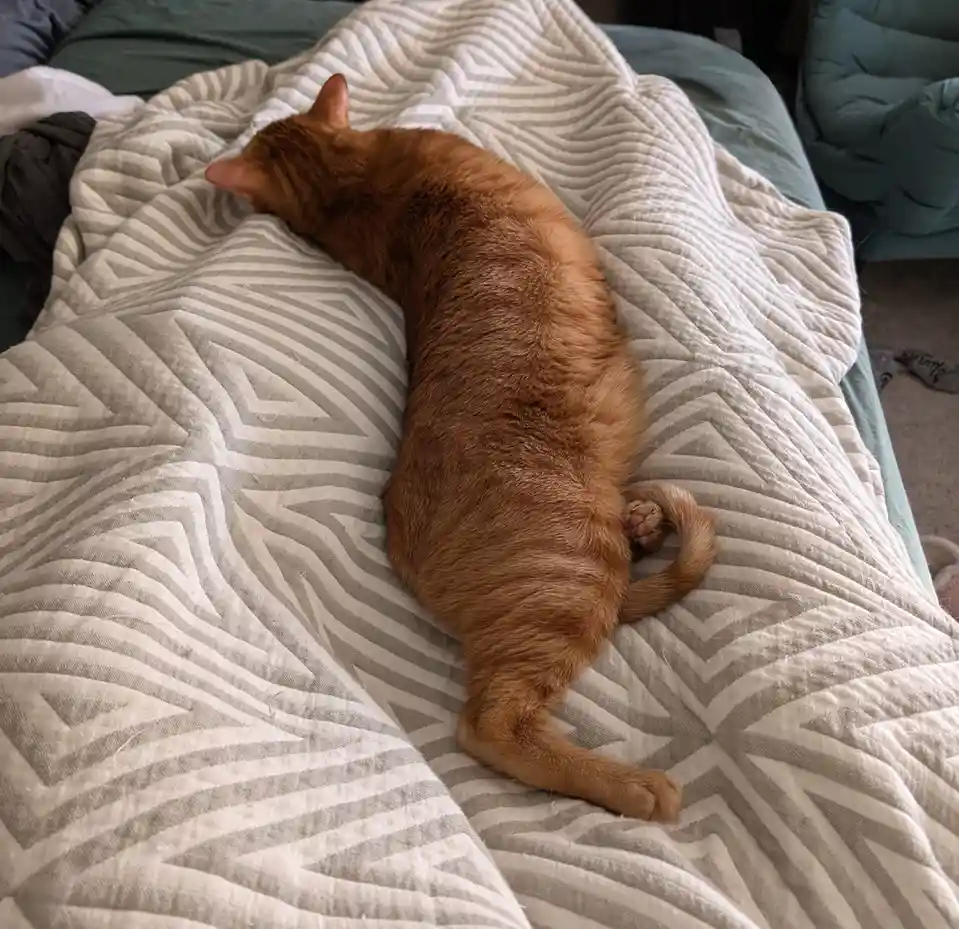 An orange tabby cat is sleeping curled up on a patterned gray and white blanket, its body forming a gentle curve. The cat's…