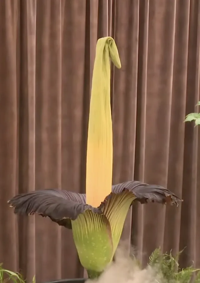 a large, yellowish-green corpse flower with a tall spadix and dark, ruffled spathe stands in front of brown curtains…