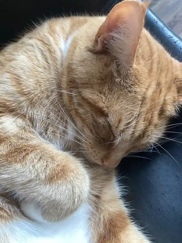 A close-up photo of an orange tabby cat sleeping curled up with its eyes shut, resting its head on its paws on a dark…