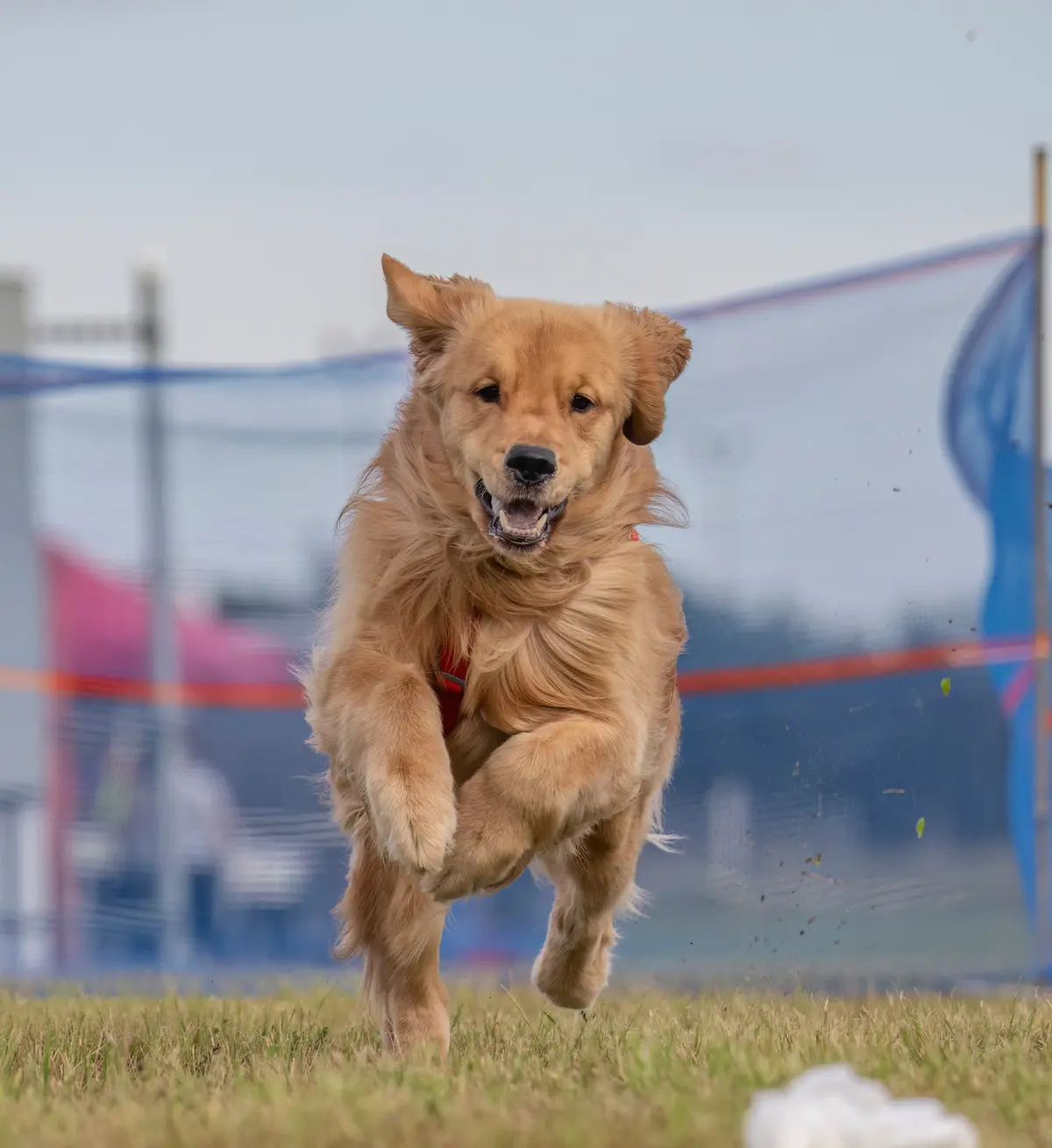A golden retriever is captured mid-leap in a grassy field, wearing a red harness, with a blurred blue fence in the…