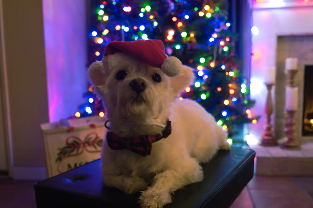 A small white dog wearing a red Santa hat and a red plaid bow tie sits on a black ottoman in front of a brightly lit…