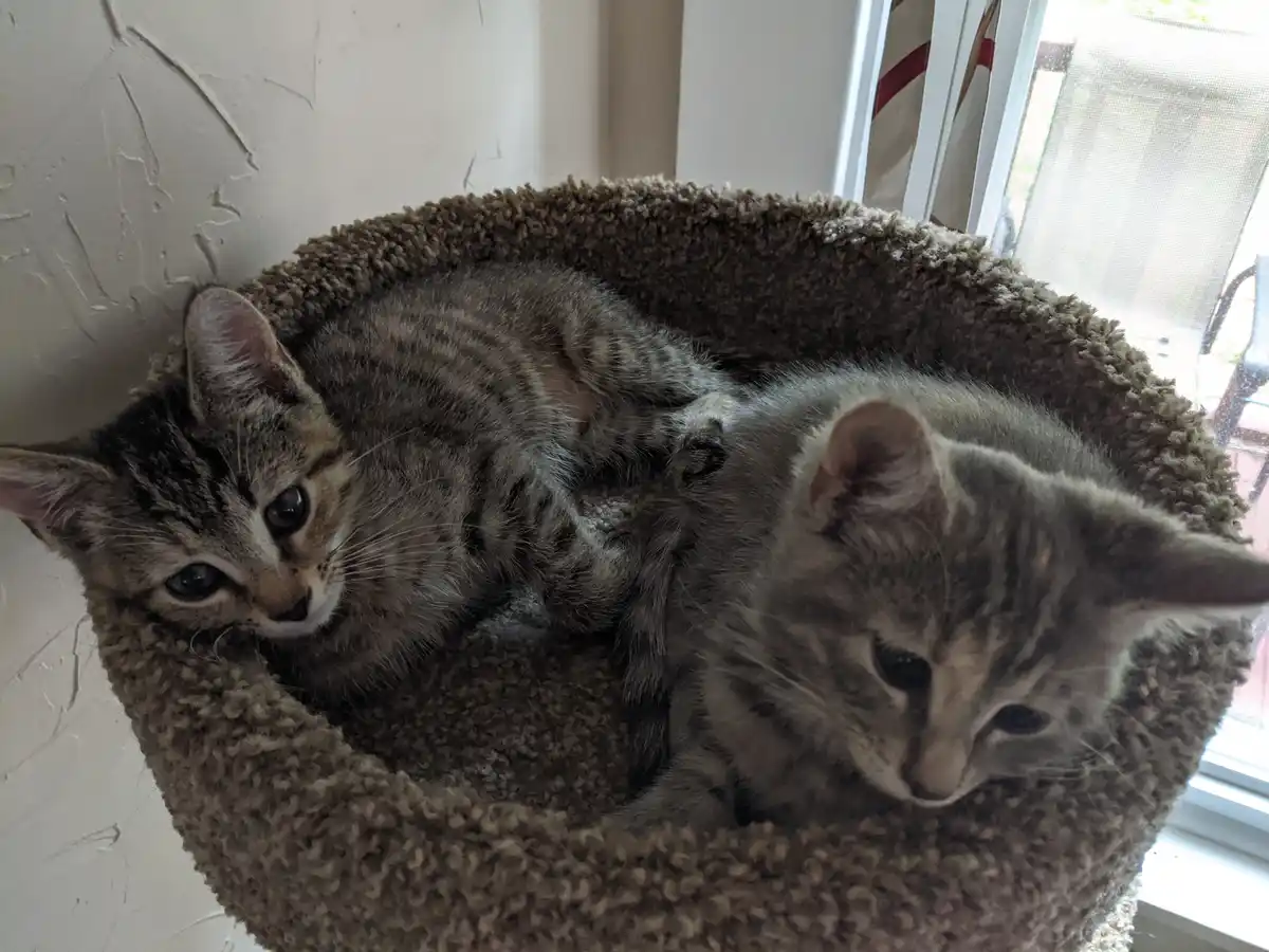 Two tabby kittens are curled up together in a brown, fluffy, circular cat bed positioned near a window. One kitten looks…