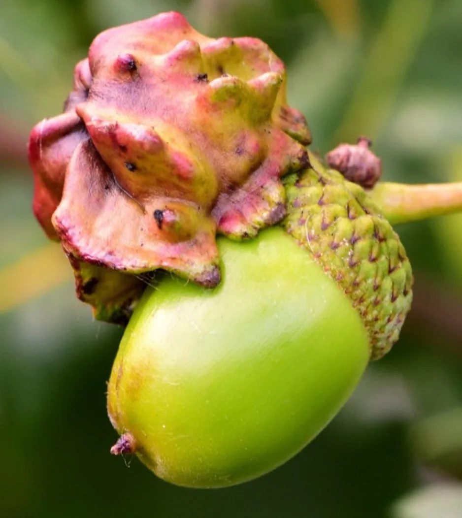 a close-up photo of a green acorn with a grotesquely deformed, bumpy, reddish-pink cap that looks like a melted or diseased…
