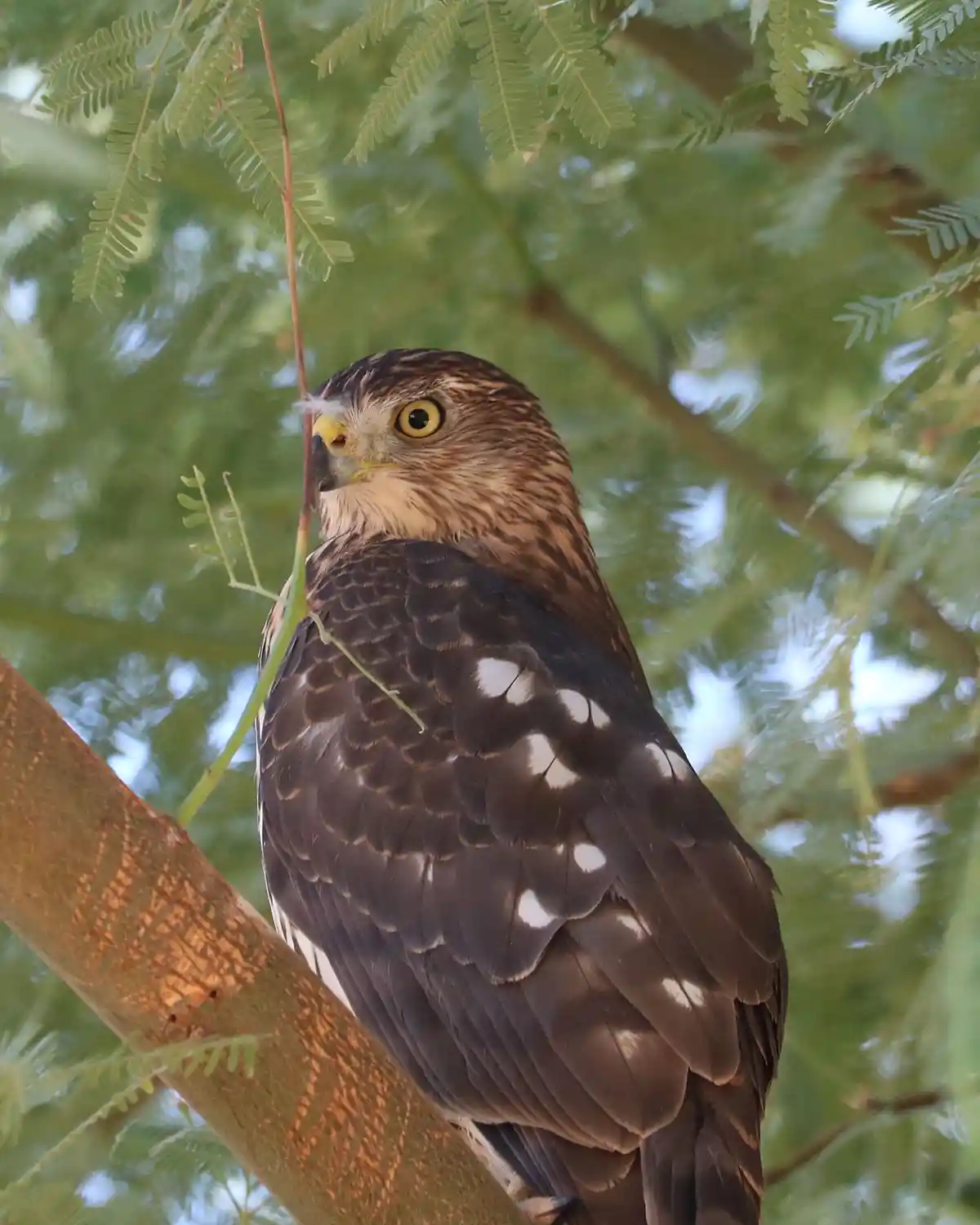 Meet Cooper's Hawk: A majestic sight!