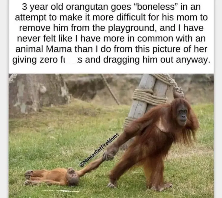 An adult orangutan drags a small orangutan by the hand across grass, while the small one lies on its back with arms and legs…