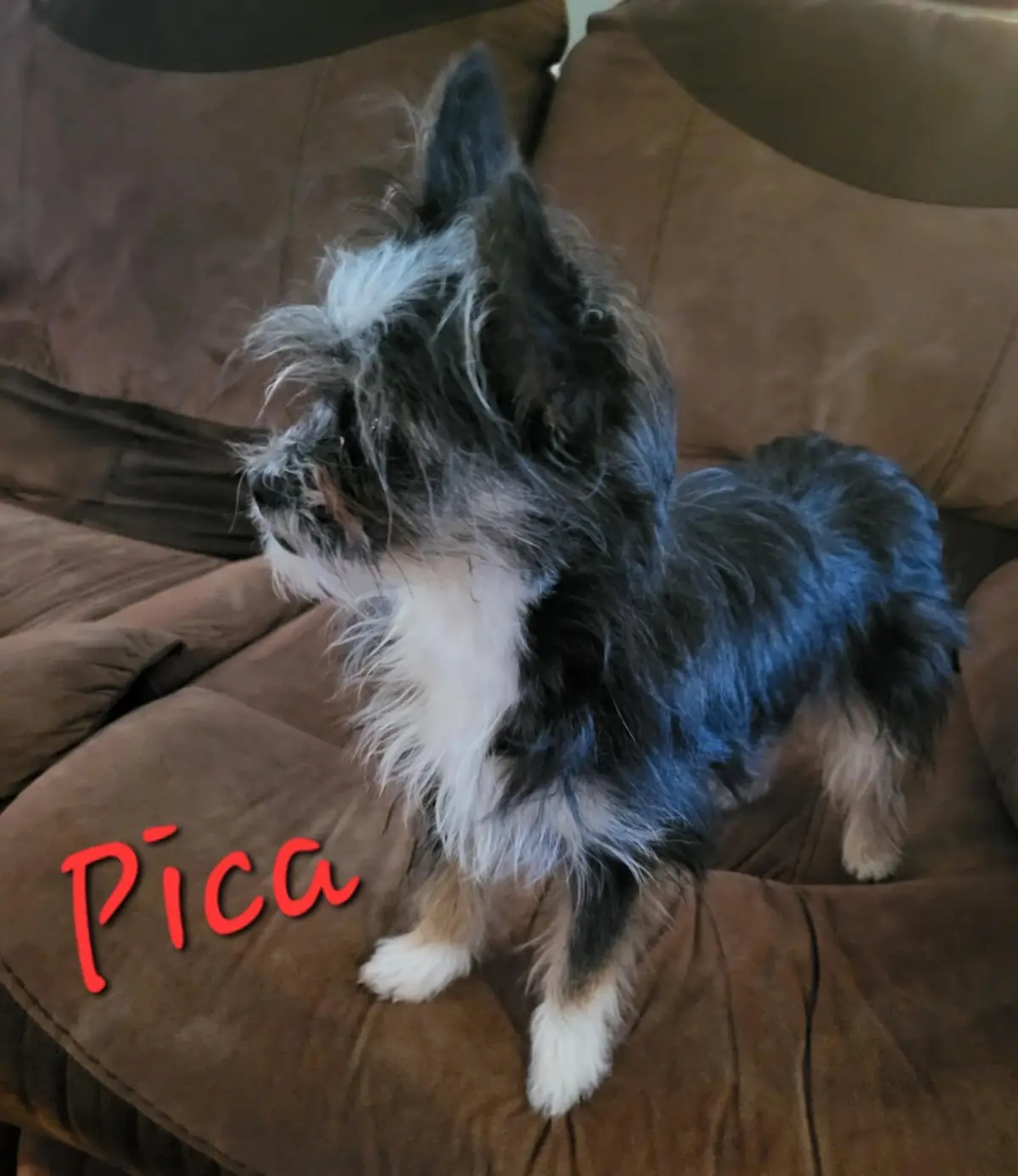 A small, shaggy dog with black, white, and tan fur stands alert on a brown couch, looking away from the camera. The word…