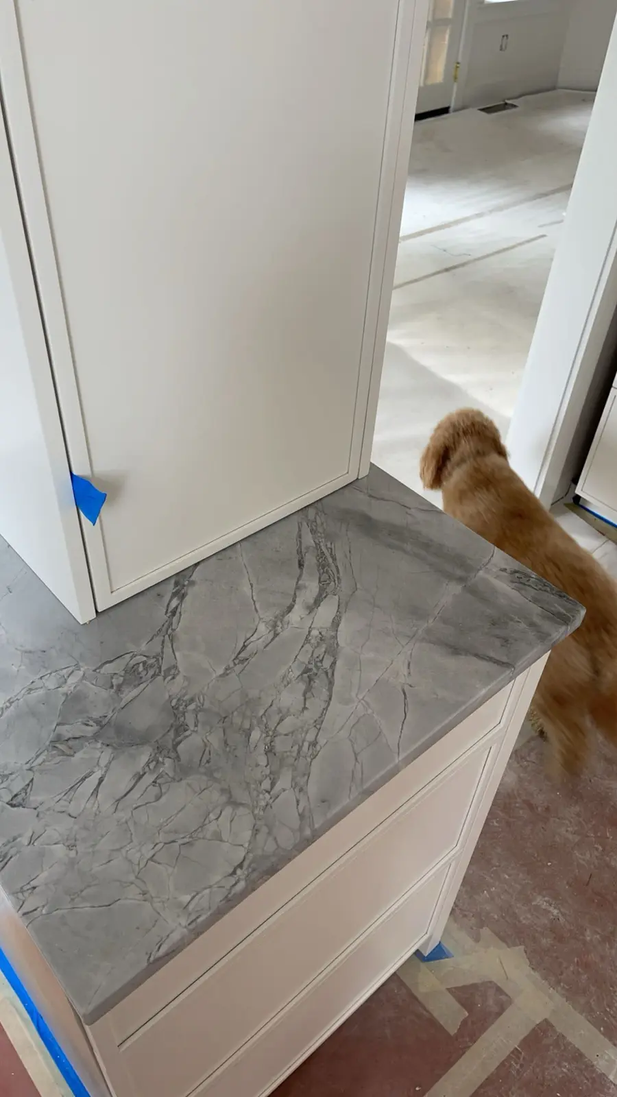 A light brown dog walks past a white cabinet with a gray marble countertop, looking confused. Blue painter's tape is visible…