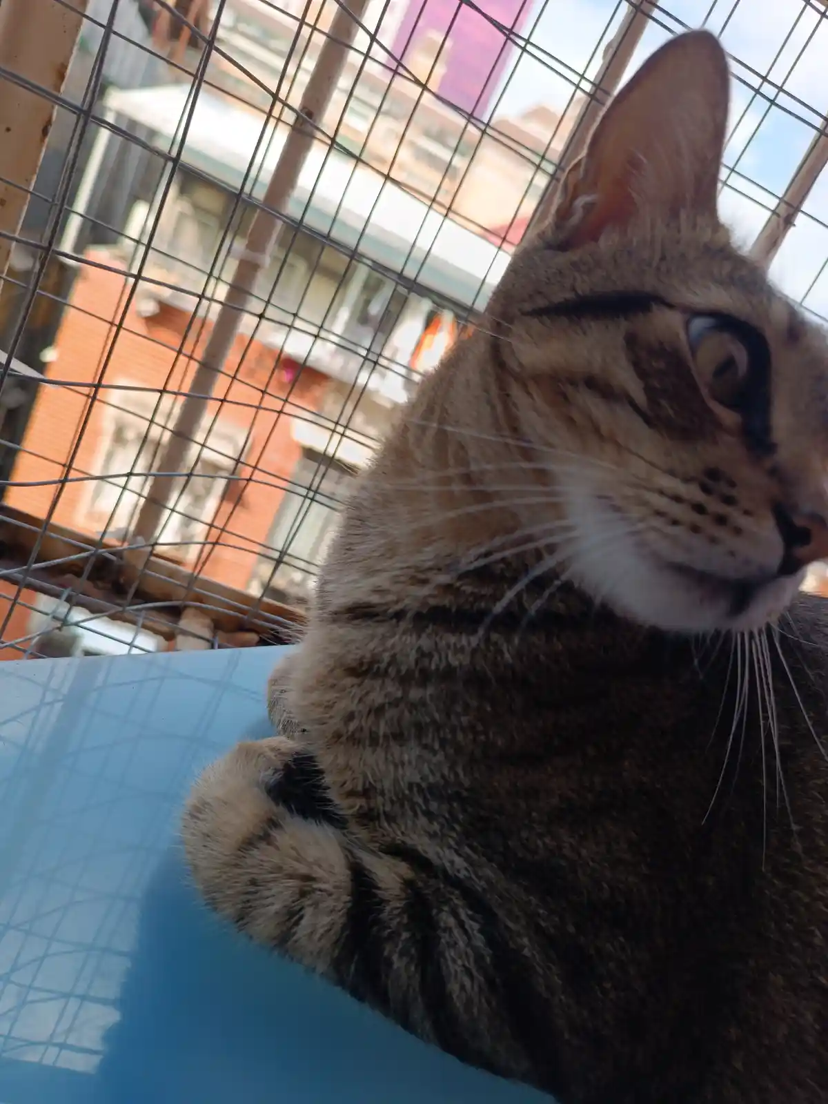 A close-up of a tabby cat resting inside a wire mesh cage, looking directly at the camera with a calm expression. The cat is…