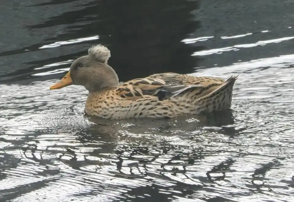 Just a Duck: The Quirky Charm of Our Feathered Friends