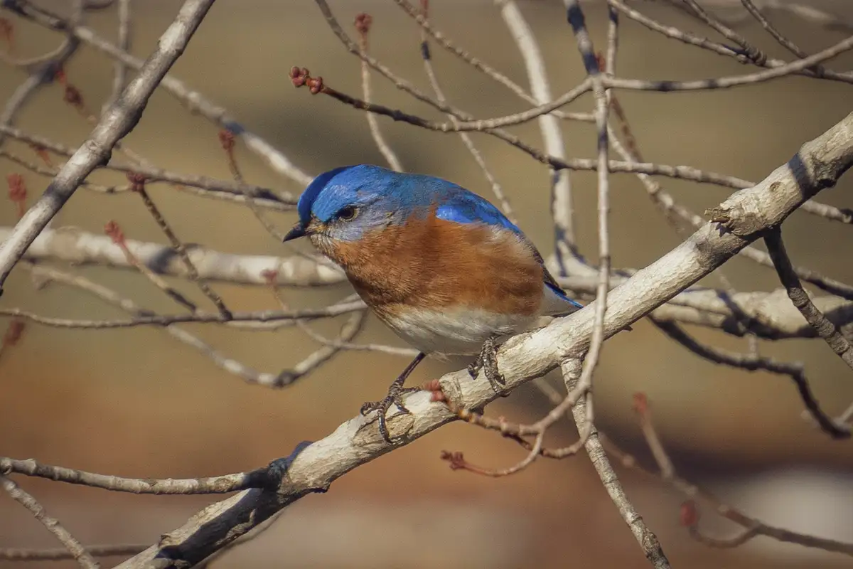 A male eastern bluebird with vibrant blue head and back, rusty-orange chest, and white belly perches on a bare tree branch…