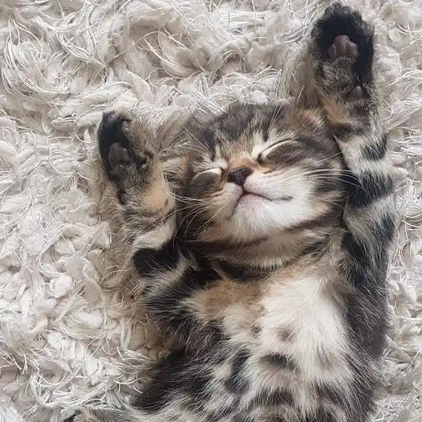A tabby kitten with black, brown, and white fur lies on its back on a fluffy white rug, paws raised in the air, eyes closed…