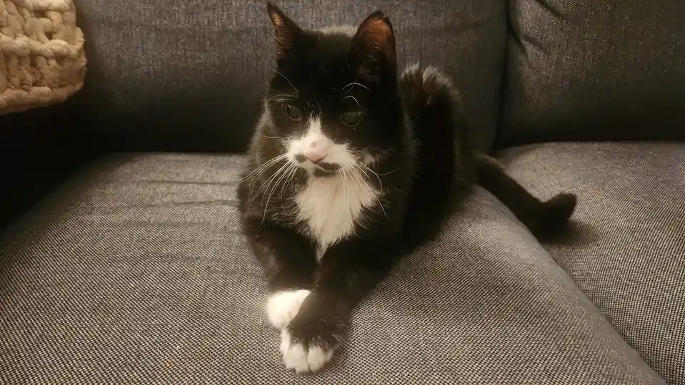A black and white cat with a distinctive white patch on its muzzle that resembles a mustache sits calmly on a gray textured…
