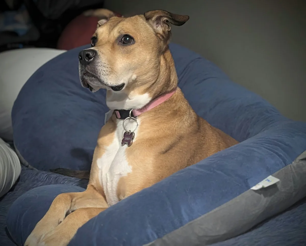 A tan and white dog with floppy ears sits calmly in a blue, circular dog bed, looking off to the side with a relaxed…