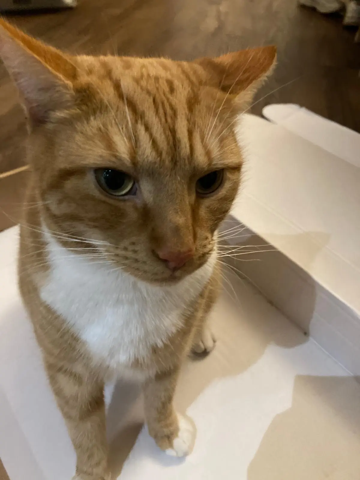 Biscuit's Daily Dose of Cuteness