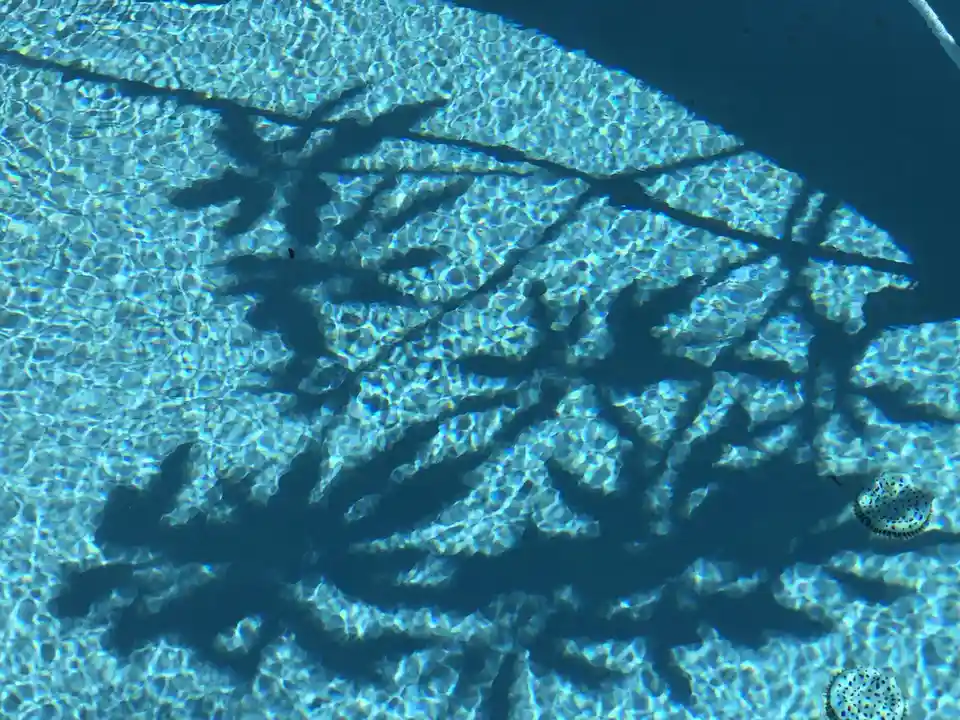 A clear blue pool with rippling water shows the dark shadow of a large leaf, its veins clearly visible beneath the surface…