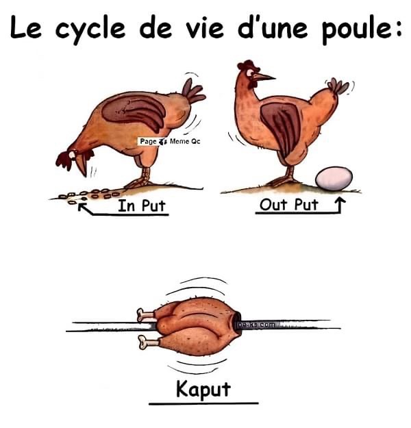 A cartoon depicts a chicken eating seeds labeled 'In Put', then laying an egg labeled 'Out Put', and finally being shown as…