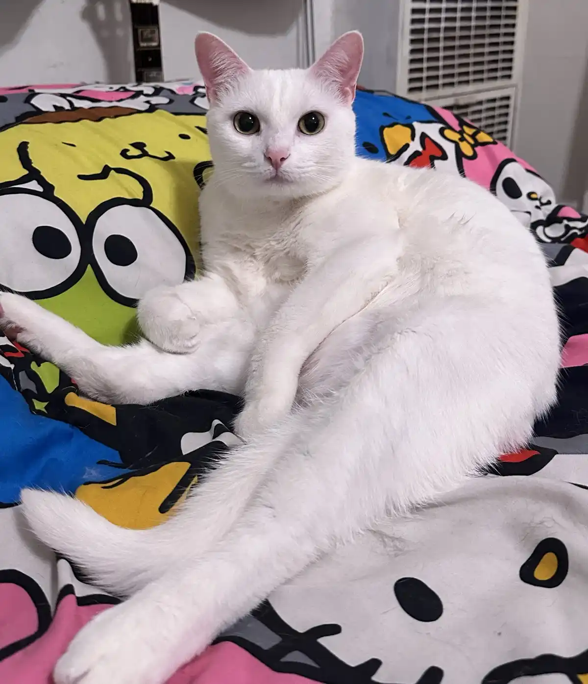 A fluffy white cat with large green eyes sits curled up on a colorful, cartoon-patterned blanket featuring SpongeBob…