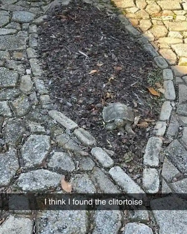 A small turtle is seen crawling through a bed of dark mulch bordered by gray cobblestones. The image has a Snapchat-style…