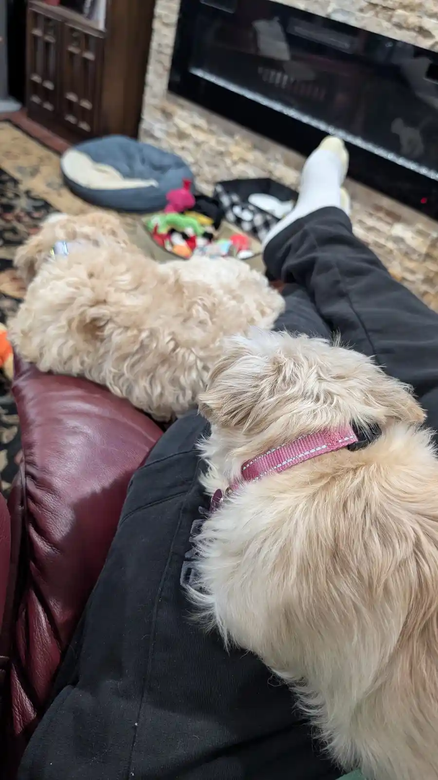 A person in black pants and white socks is lounging on a red leather couch with two fluffy, light-colored dogs. One dog…