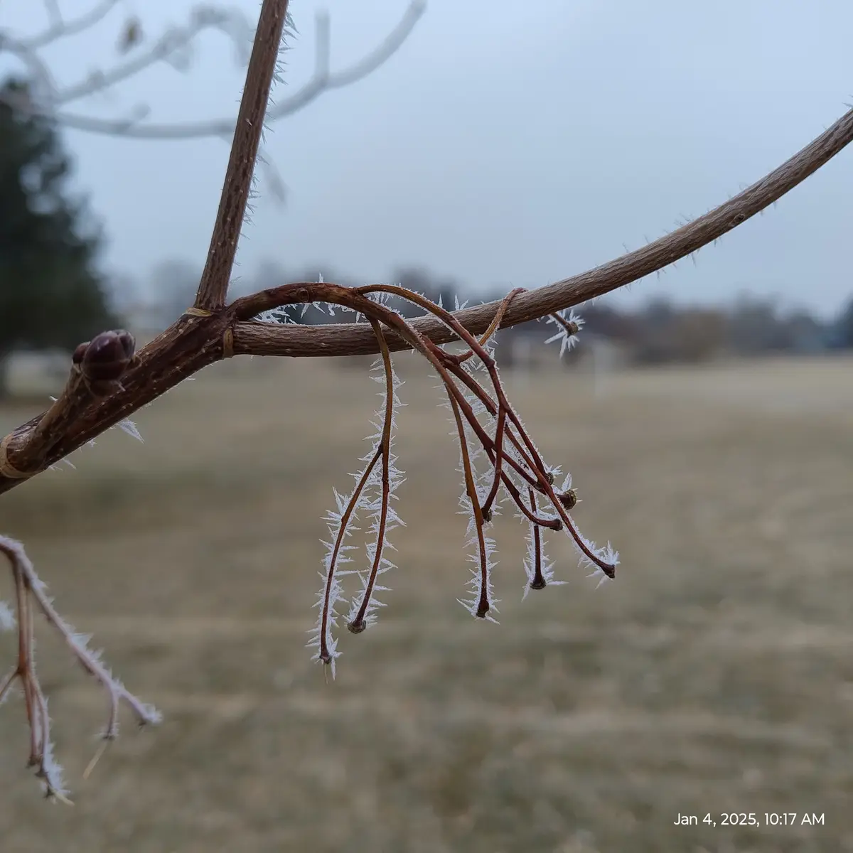 Frost picture 2025 winner announced!