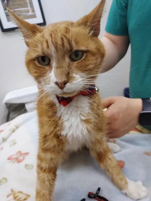 An orange tabby cat with white chest and paws, wearing a red bowtie, stares directly at the camera with a serious expression…