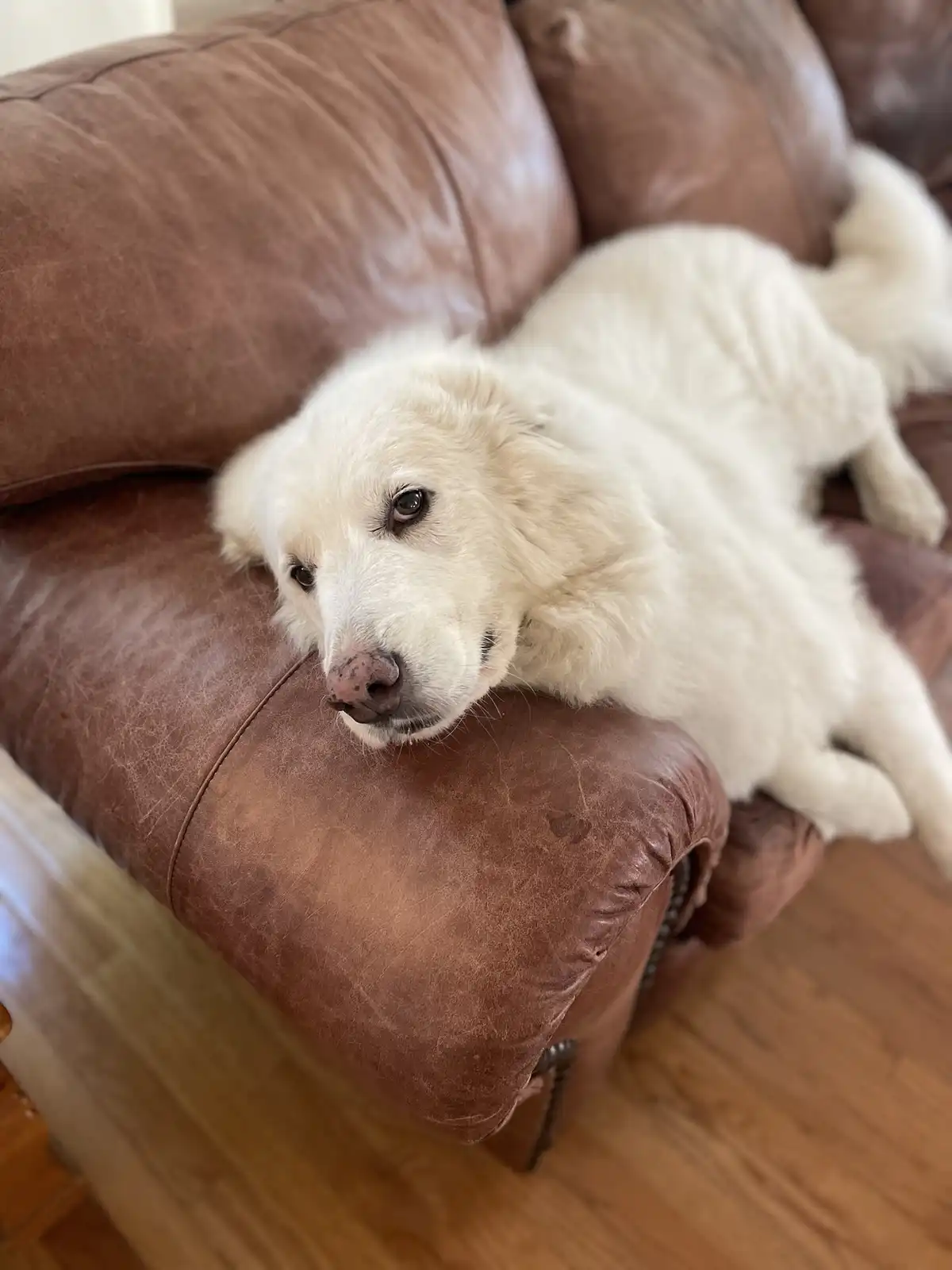 Today we had to say our final goodbye to our beloved girl.