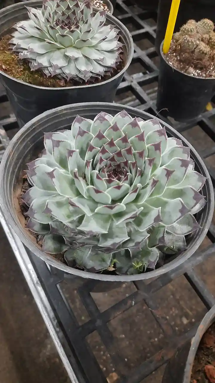 A close-up photo shows two potted succulents with rosette shapes and pointed, light green leaves edged in dark purple…