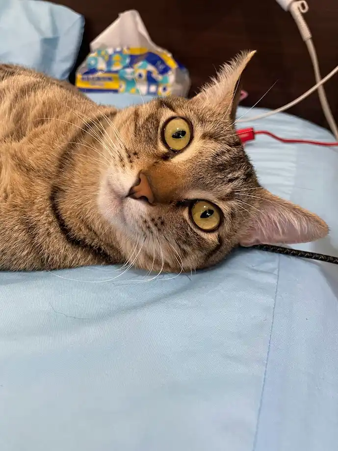 A tabby cat with wide, startled-looking green eyes lies on a light blue bedsheet, its head tilted upward. In the background…