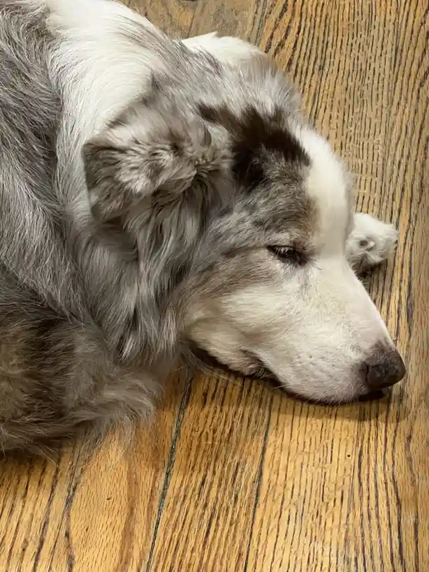 A close-up photo shows a fluffy merle-patterned dog, likely an Australian Shepherd, resting its head on a wooden floor with…