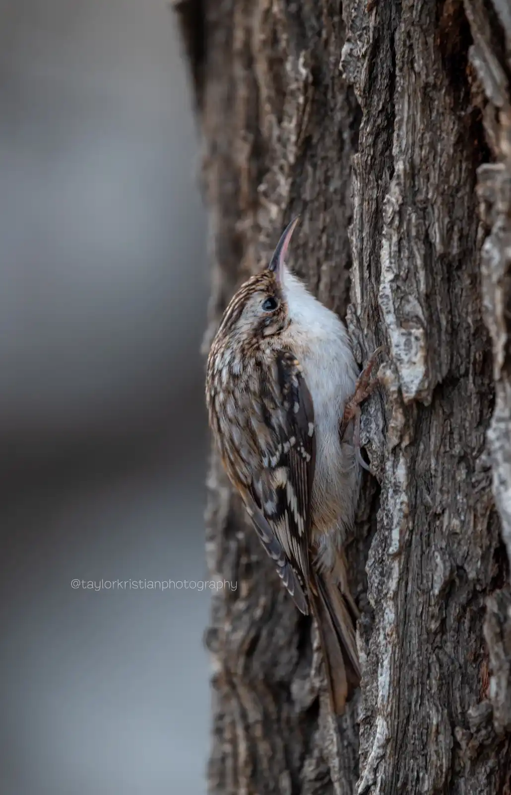 A small brown and white bird with a curved beak is clinging vertically to the rough bark of a tree trunk, its head tilted…