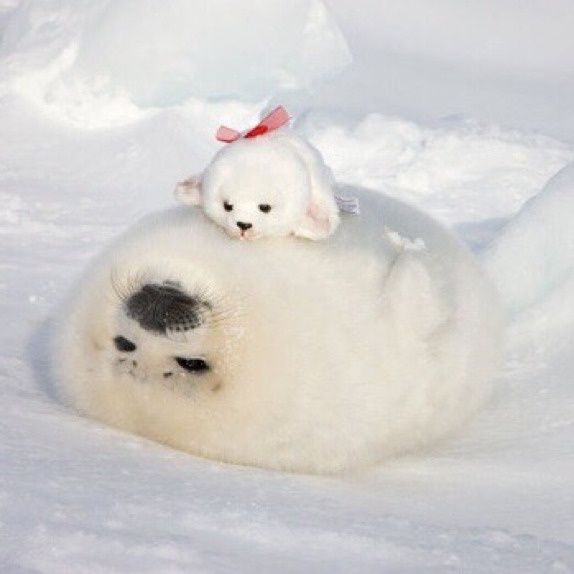 A fluffy white baby seal rests in the snow, with a small white stuffed animal wearing a red bow perched on its back. The…