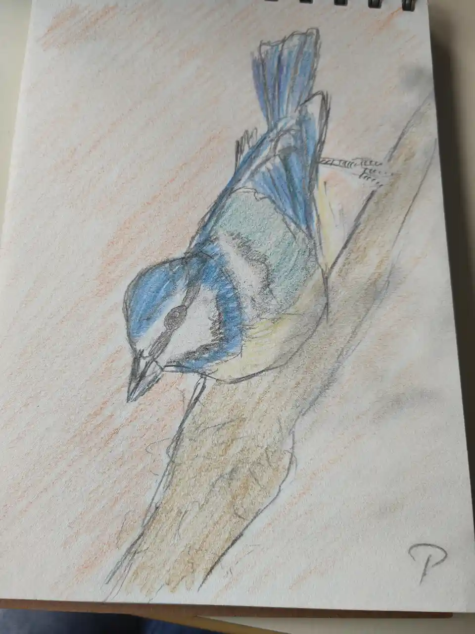 A colored pencil drawing of a blue and yellow bird perched on a branch, rendered on spiral-bound sketchbook paper with…