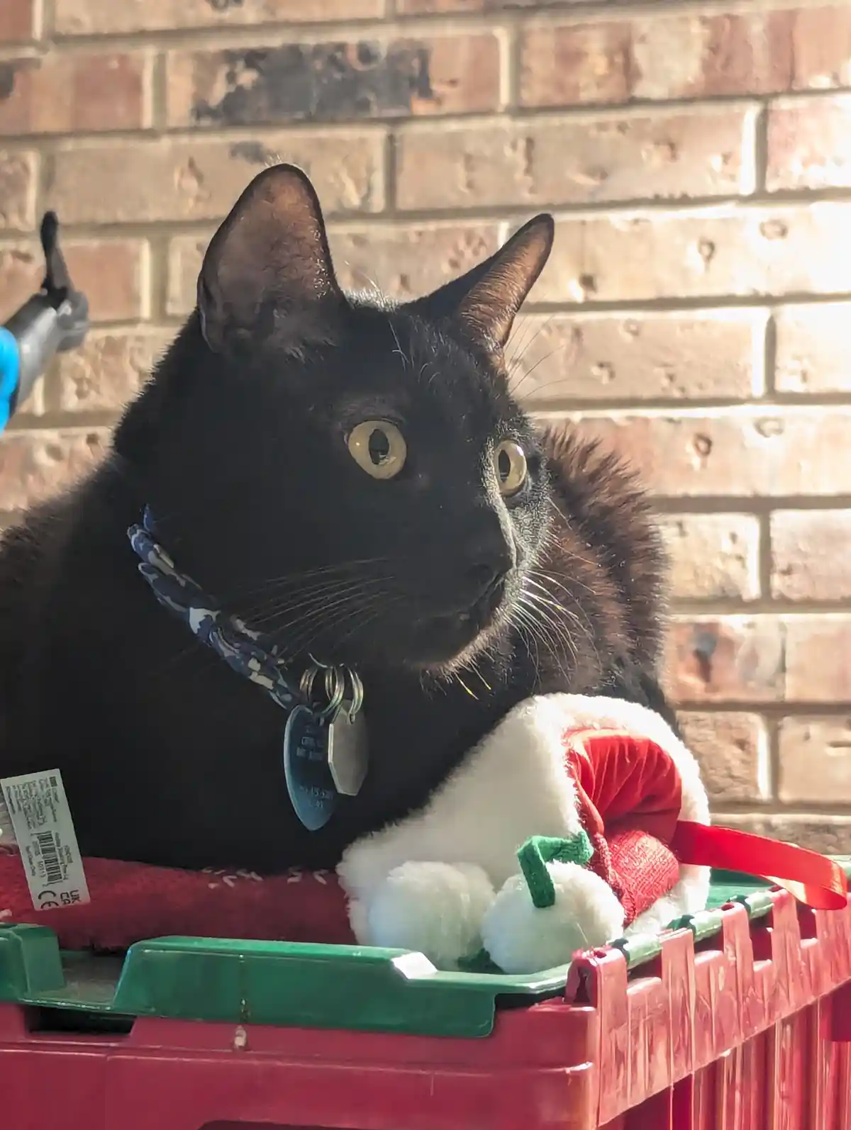 A black cat with wide, startled yellow eyes sits in a red plastic crate, wearing a blue patterned collar with tags, next to…