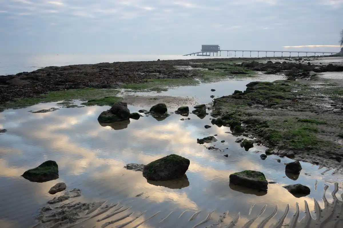 A serene coastal scene at low tide shows rocks covered in green moss in shallow pools reflecting a cloudy sky and distant…