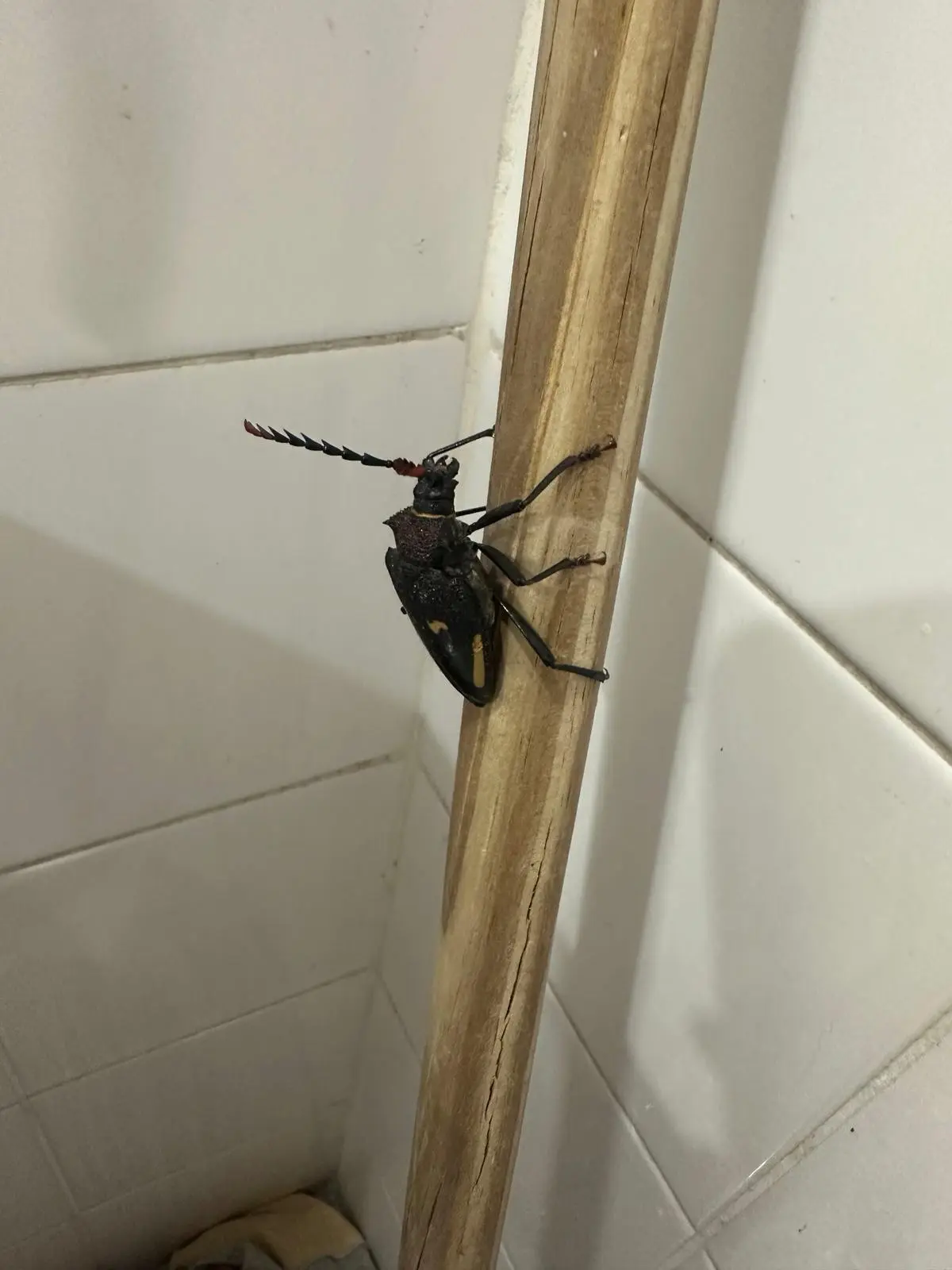 a large, dark-colored longhorn beetle with red-tipped antennae and yellow markings on its shell is clinging to a wooden…