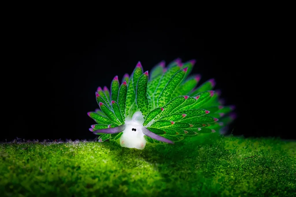 A vibrant green sea slug with translucent, leaf-like appendages tipped in pink crawls on a mossy surface against a black…