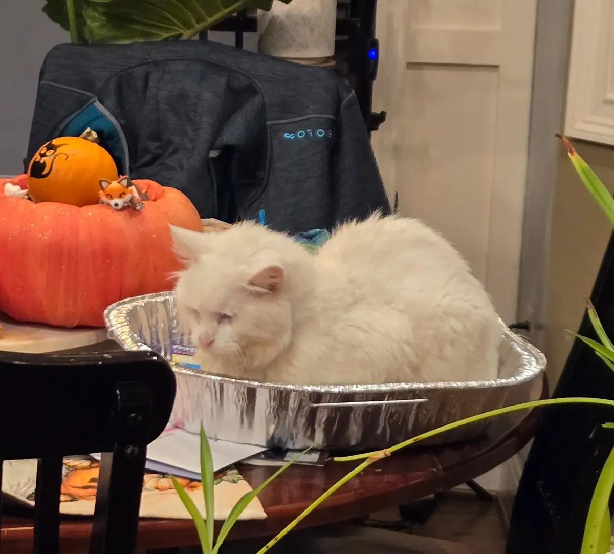 A fluffy white cat is curled up inside a large aluminum foil baking pan, looking sleepy and unbothered. Behind it, two…