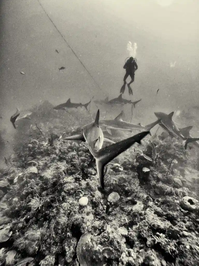 A black-and-white underwater photo shows a scuba diver floating above a coral reef, surrounded by numerous sharks swimming…