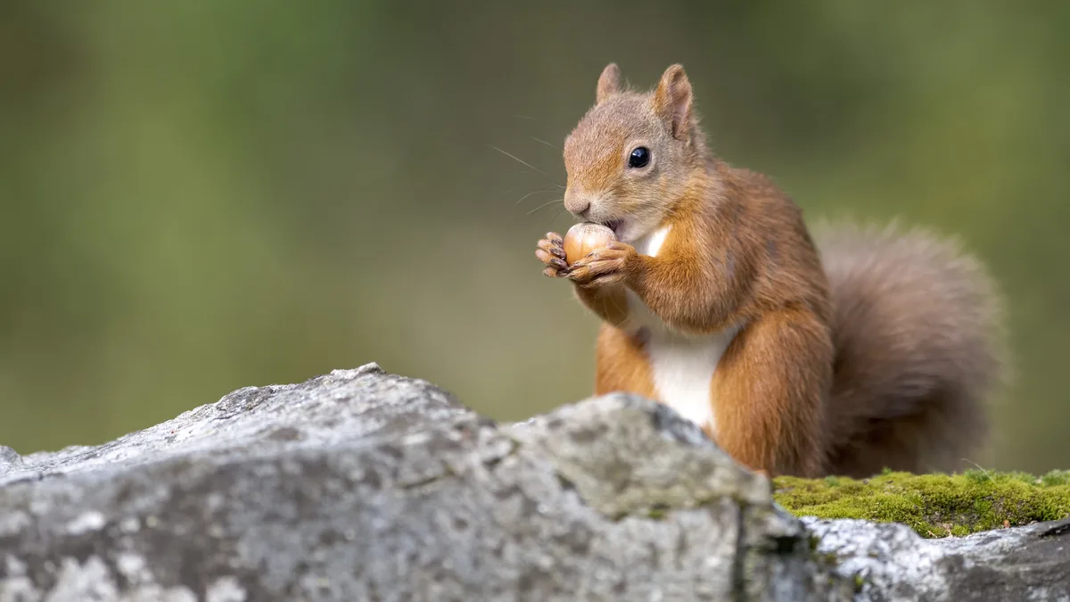 A plump red squirrel, symbol of British wildlife, struggles to reclaim its territory from invasive grey squirrels introduced…