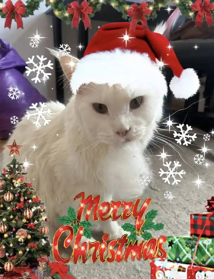 A white cat wearing a red and white Santa hat looks directly at the camera with a bored or unimpressed expression. The image…