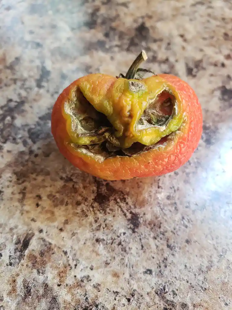 A close-up photo shows a small, orange-red tomato with a severely rotten, sunken, and discolored center, revealing…