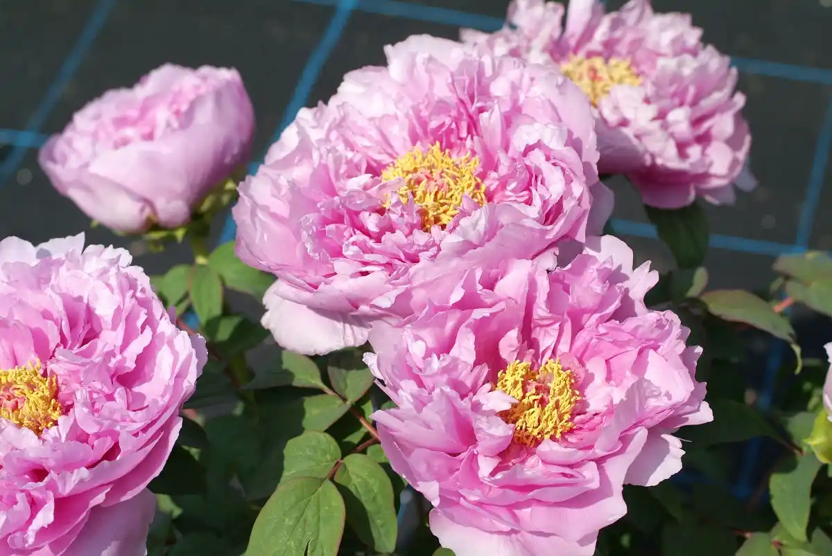A close-up photograph of several large, fully bloomed pink peony flowers with yellow centers, set against green leaves and a…