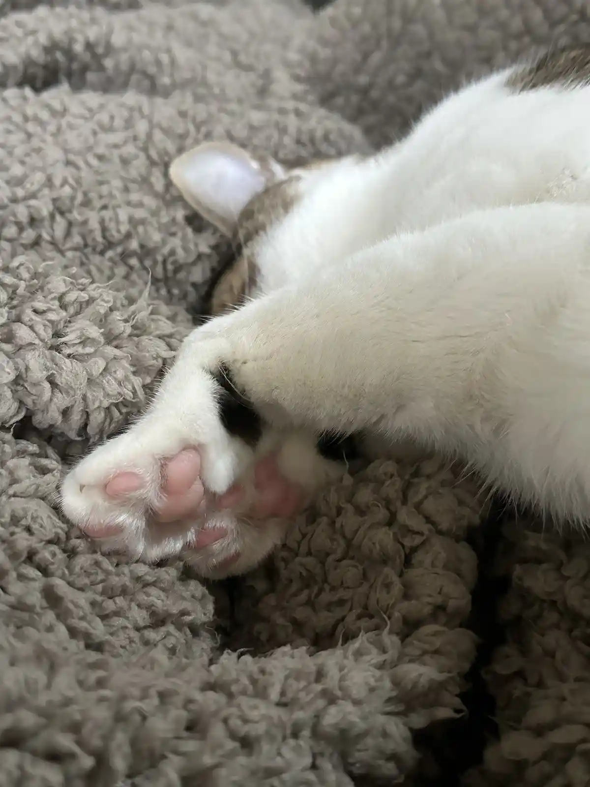 A white and gray cat is sleeping on a fluffy gray blanket, with its front paws curled up near its face. The cat's pink paw…
