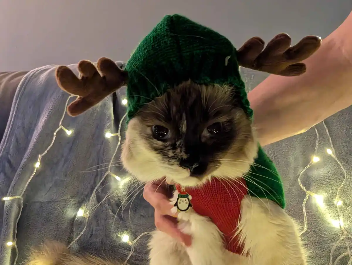 A cat wearing a green knitted hat with brown reindeer antlers and a red sweater looks directly at the camera with a bored…
